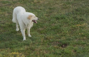 İtalya 'da bir parkta yeşil bir çayırda yürüyen beyaz köpek resmi