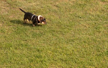 İtalya 'da bir parkta yeşil çimlerde turuncu bir yüzükle oynayan küçük kahverengi köpek resmi.