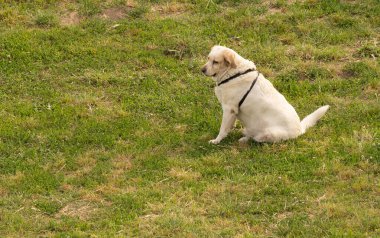 İtalya 'da bir parkta yeşil bir çayırda yürüyen beyaz köpek resmi