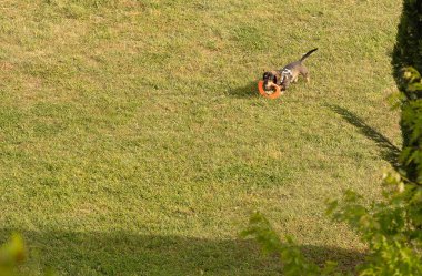 İtalya 'da bir parkta yeşil çimlerde turuncu bir yüzükle oynayan küçük kahverengi köpek resmi.