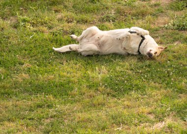İtalya 'da bir parkta yeşil bir çayırda yürüyen beyaz köpek resmi