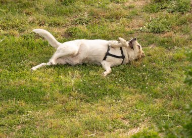 İtalya 'da bir parkta yeşil bir çayırda yürüyen beyaz köpek resmi