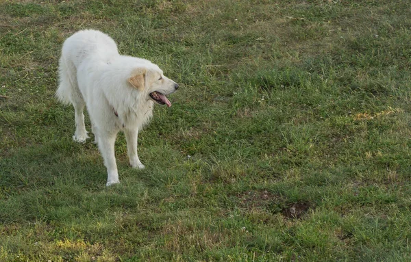 Afbeelding Van Witte Hond Wandelen Een Groene Weide Een Park — Stockfoto