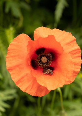 İtalya, Roma 'da bir yol kenarındaki büyük kırmızı bir gelinciği tozlaştıran tüylü arı görüntüsü