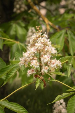 İtalya 'da Roma sokaklarında çiçek açan kestane ağaçlarının görüntüsü