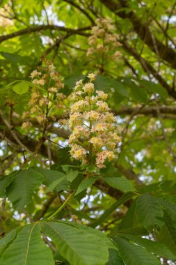 İtalya 'da Roma sokaklarında çiçek açan kestane ağaçlarının görüntüsü