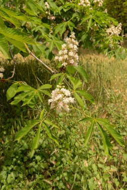 İtalya 'da Roma sokaklarında çiçek açan kestane ağaçlarının görüntüsü