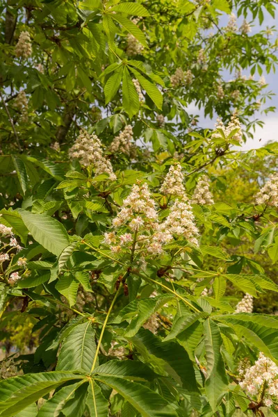 Image Blooming Chestnut Trees Streets Rome Italy — Stock Photo, Image