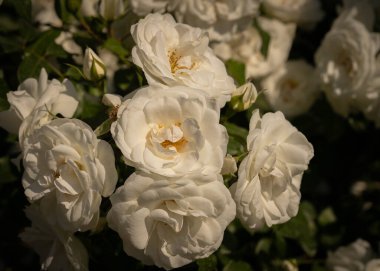 Roma, İtalya 'da bir tespihte çiçek açan güzel güllerin görüntüsü