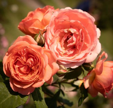 Roma, İtalya 'da bir tespihte çiçek açan güzel pembe güllerin görüntüsü