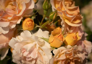 Roma, İtalya 'da bir tespihte çiçek açan güzel sarı güllerin görüntüsü