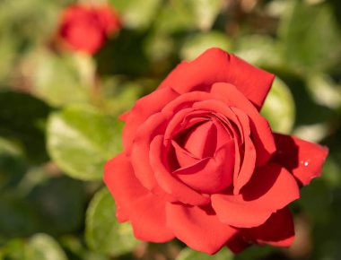 Roma, İtalya 'da bir tespihte çiçek açan güzel kırmızı güllerin görüntüsü