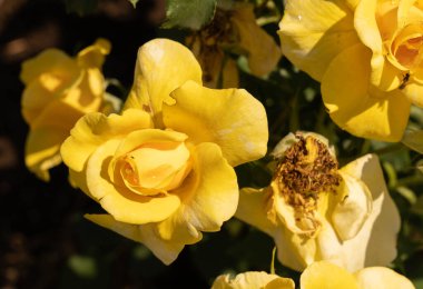 Roma, İtalya 'da bir tespihte çiçek açan güzel sarı güllerin görüntüsü