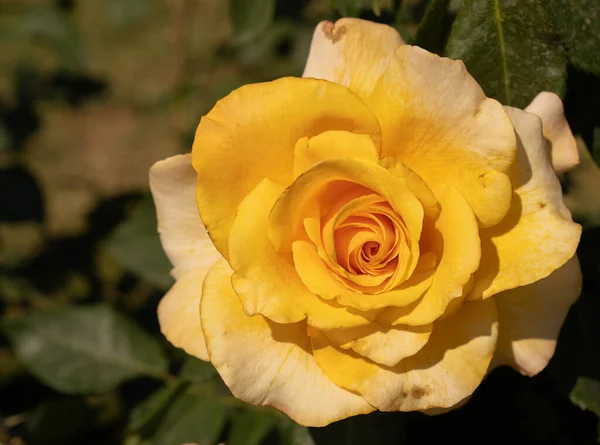 Imagen Hermosas Rosas Amarillas Florecientes Rosario Roma Italia — Foto de Stock