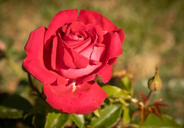 Imagen Rosas Rosadas Florecientes Rosario Roma Italia — Foto de Stock