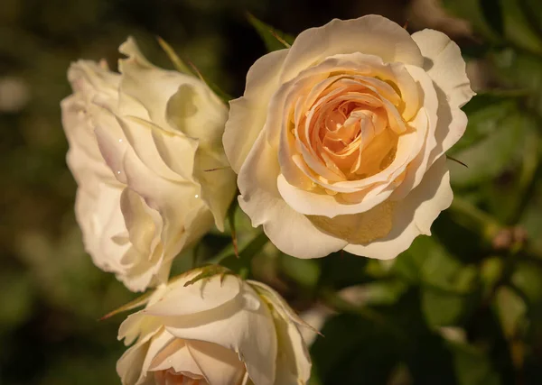 Imagen Hermosas Rosas Amarillas Florecientes Rosario Roma Italia — Foto de Stock