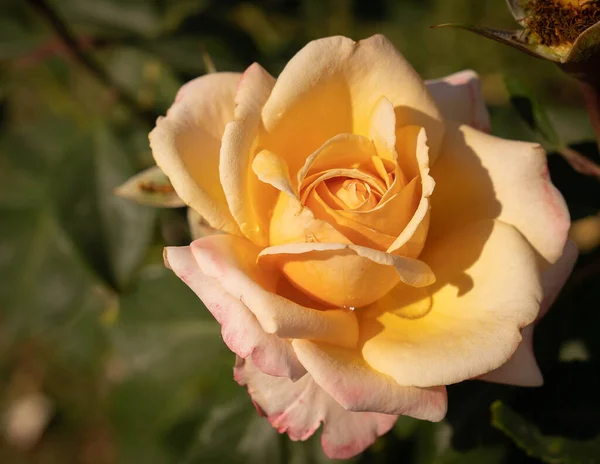 Bild Von Schönen Blühenden Gelben Rosen Einem Rosenkranz Rom Italien — Stockfoto