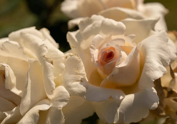 Imagen Hermosas Rosas Florecientes Rosario Roma Italia — Foto de Stock