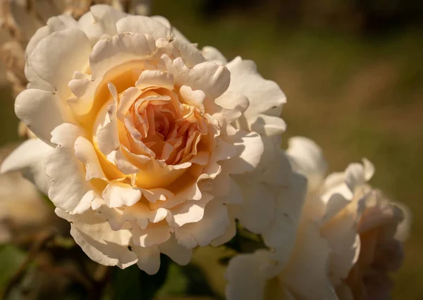 Imagen Hermosas Rosas Florecientes Rosario Roma Italia — Foto de Stock