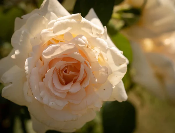 Imagen Hermosas Rosas Florecientes Rosario Roma Italia — Foto de Stock