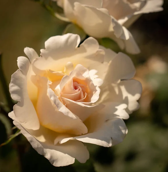 Imagen Hermosas Rosas Florecientes Rosario Roma Italia — Foto de Stock