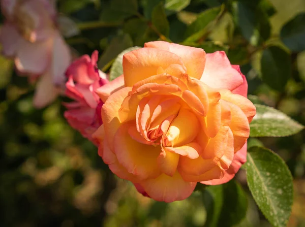 イタリア ローマのバラの美しいピンクのバラのイメージ — ストック写真