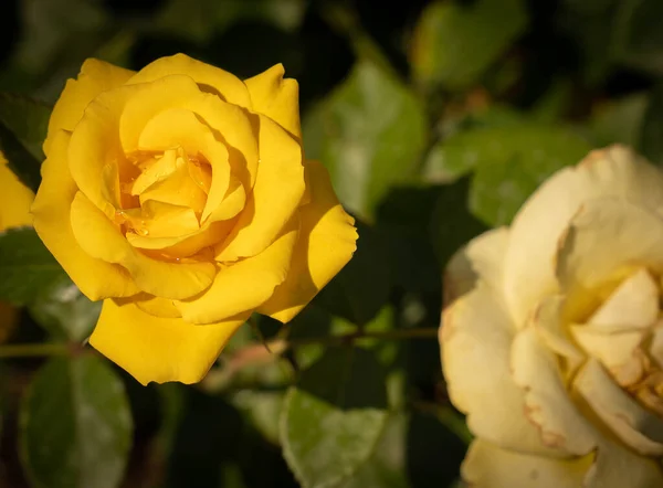 意大利罗马的一个念珠中绽放着美丽的黄色玫瑰 — 图库照片