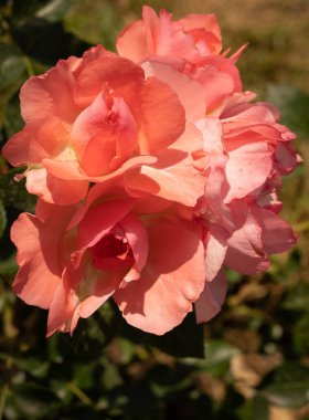 Roma, İtalya 'da bir tespihte çiçek açan güzel pembe güllerin görüntüsü