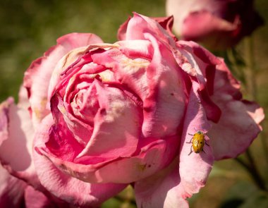Roma, İtalya 'da bir tespihte çiçek açan güzel pembe güllerin görüntüsü