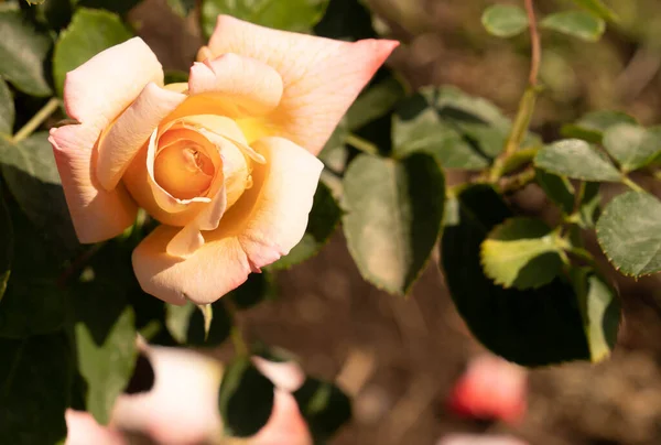 Afbeelding Van Mooie Bloeiende Roze Rozen Een Rozenkrans Rome Italië — Stockfoto