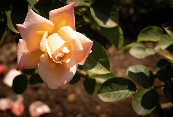 Image Belles Roses Fleurs Dans Chapelet Rome Italie — Photo