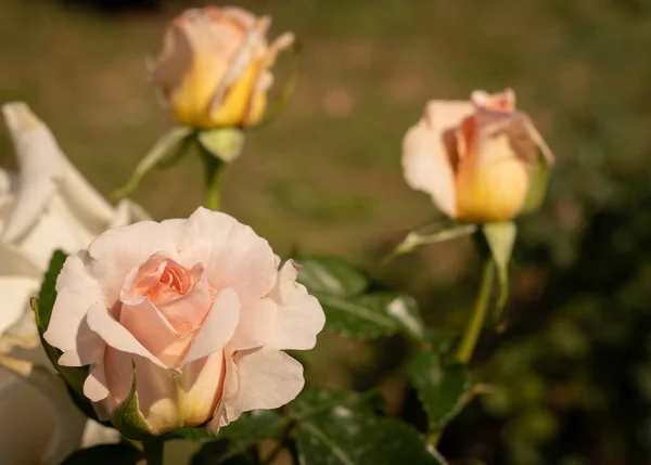 Imagen Hermosas Rosas Florecientes Rosario Roma Italia — Foto de Stock