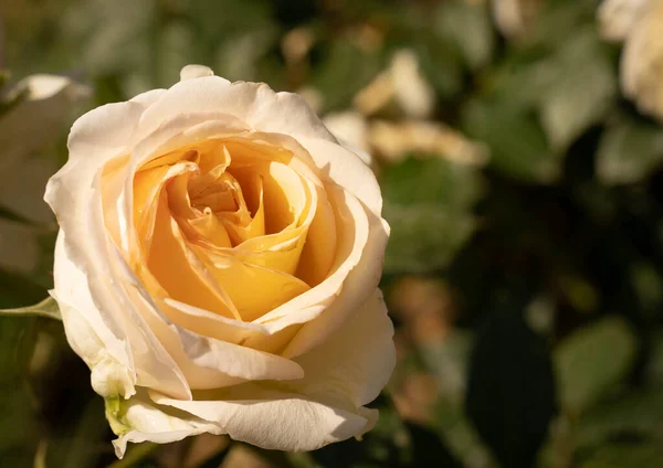 Imagen Hermosas Rosas Florecientes Rosario Roma Italia — Foto de Stock