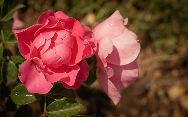 Obrázek Krásné Kvetoucí Růžové Růže Růženci Římě Itálie — Stock fotografie