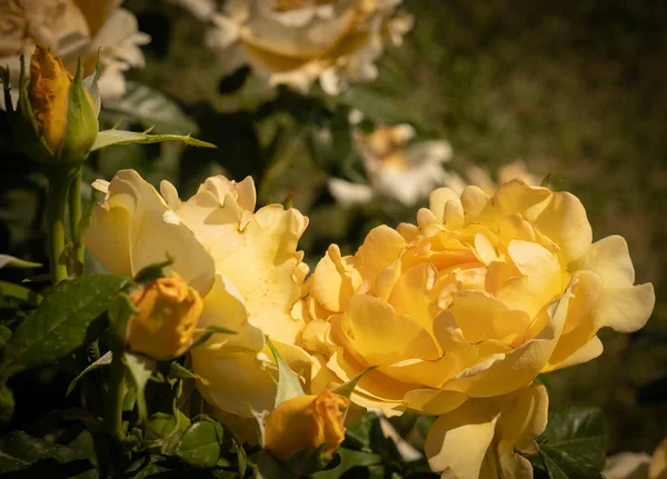 イタリア ローマのバラの美しい咲く黄色のバラのイメージ — ストック写真