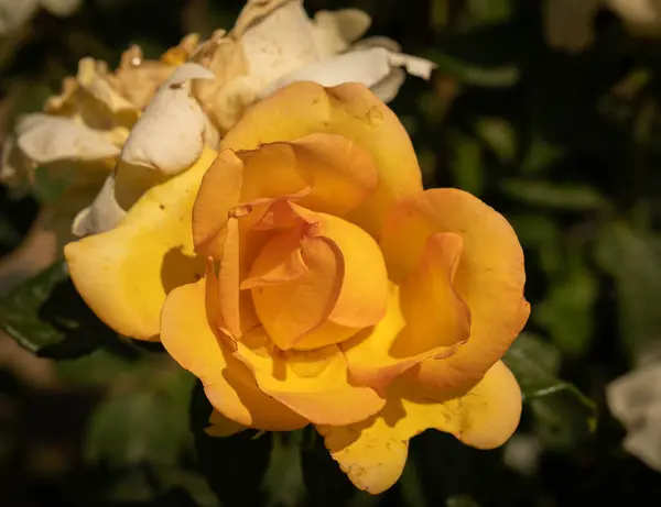 意大利罗马的一个念珠中绽放着美丽的黄色玫瑰 — 图库照片