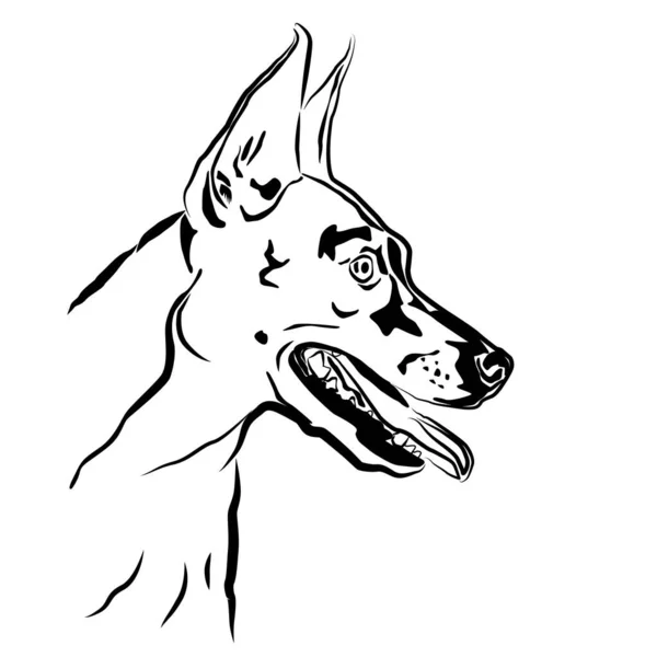 Esquema del contorno del retrato principal, boceto de Pinscher alemán miniatura, ilustración del vector de la silueta de Doberman — Vector de stock