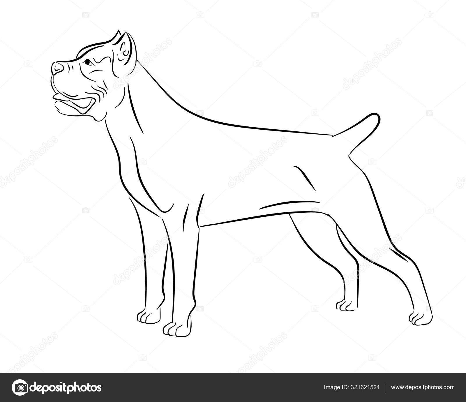Cane corso dog. Isolated outlined sketch, logo contour vector