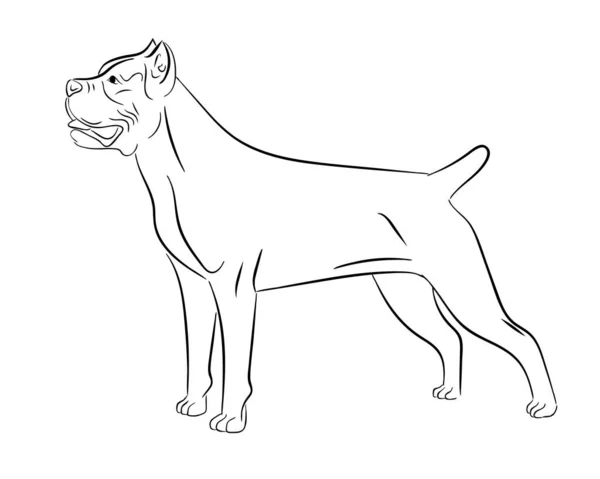 Cane corso dog. Esbozo esbozado aislado, ilustración del vector de contorno del logotipo — Vector de stock