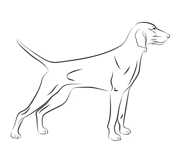 Profilo ritratto, schizzo, logo del cane segugio di Weimaraner, illustrazione vettoriale silhouette — Vettoriale Stock