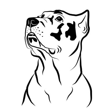 Cane corso köpek kafası portresi. İzole edilmiş çizim, logo kontur vektör çizimi