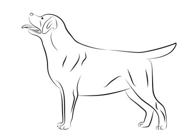 Labrador Retriever köpeği. İzole edilmiş çizim, logo kontur vektör çizimi