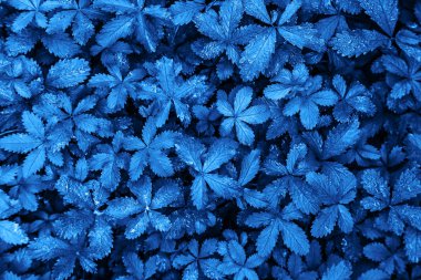 Moda rengi 2020 klasik mavi, üst görünüm, egzotik yapraklar tasarım için arka plan. Yılın moda mavi renk konsepti. 