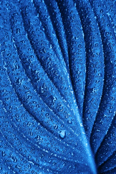 Trend color 2020 azul clássico, vista superior, fundo de folhas exóticas para design. Conceito de cor azul na moda do ano . — Fotografia de Stock