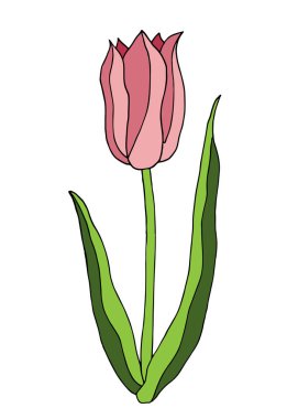 Yeşil yapraklı karalama pembe lale, beyaz arkaplana izole edilmiş çizgi film vektör çizim eli.