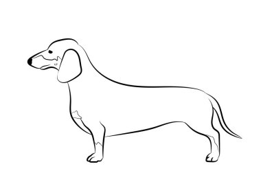 Dachshund köpeği. Vektör ana hatları hisse senedi illüstrasyonu logo, baskı, dövme, boyama kitabı için gerçekçi çizgiler silueti.
