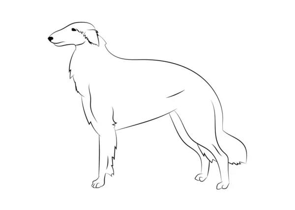 ロシアのボルゾイ犬。ベクトルアウトラインストックイラストロゴ、プリント、タトゥー、着色本のための現実的なラインシルエット. — ストックベクタ