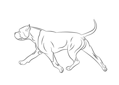 Amerikan Staffordshire Terrier köpek hareketi. Vektör ana hatları hisse senedi resimli gerçekçi siluet. Vektör illüstrasyonu