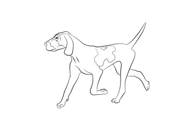 İtalyan Bracco Köpeği. Vektör ana hatları hisse senedi illüstrasyonu logo, baskı, dövme, boyama kitabı için gerçekçi çizgiler silueti.