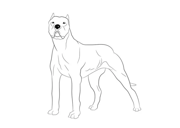 Dogo Argentino Dog. Vektorový obrys stock ilustrace realistické linie silueta pro logo, tisk, tetování, omalovánky. — Stockový vektor